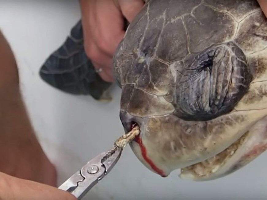 Turtle with plastic straw