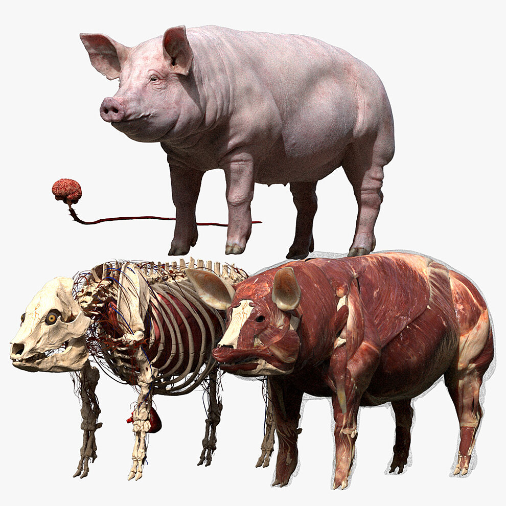 Anatomisches Schweinemodell